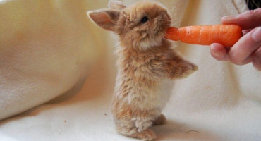 Jak správně vyzvednout králíka a pohladit, načasování a fáze lidského tréninku